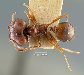Media type: image; Entomology 20651